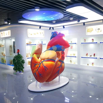 Горячие продажи внутренних органов человека скульптура сердца анатомическая модель дисплей мозга преподавание анатомии демонстрационный магазин мебели