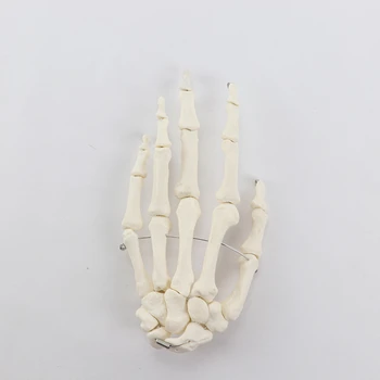 1:1 Анатомическая модель кости скелета Человеческой Руки, сгибаемая Пальцами, Медицинское научное учебное оборудование Бесплатная Прямая поставка