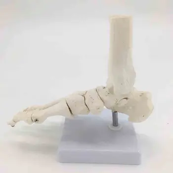 Анатомическая модель сустава в натуральную величину 1: 1 человека в натуральную величину, модель хирургии голеностопного сустава, кисти и стопы